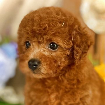 タイニープードル【鹿児島県・女の子・2025年4月19日・レッド】の写真「夏の暑さに負けない！お顔が可愛く毛質抜群💓」