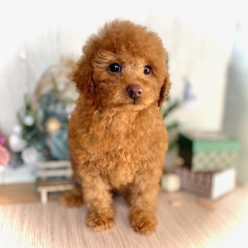 トイプードル(トイ)【鹿児島県・女の子・2025年9月23日・レッド】の写真「ピンクのお鼻のオンリーワン♡ふわモコ癒しガール💕」