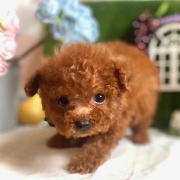 トイプードル(ティーカップ)【鹿児島県・男の子・2025年9月15日・レッド】の写真「※ご予約いただいております※」