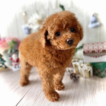 タイニープードル【鹿児島県・女の子・2025年9月23日・レッド】の写真「お鼻の色素が少し薄め☆美少女爆誕！」