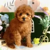 タイニープードル【鹿児島県・男の子・2025年9月15日・レッド】の写真1「賢そうな、やさしいお顔に癒されます♬」