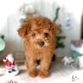 トイプードル(ティーカップ)