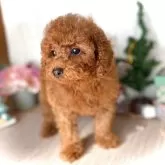 トイプードル(トイ)
