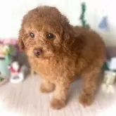 トイプードル(トイ)