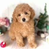 トイプードル(トイ)