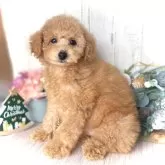 トイプードル(トイ)