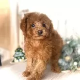 タイニープードル