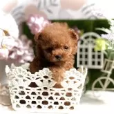 ティーカッププードル