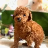 タイニープードル【鹿児島県・男の子・2025年9月15日・レッド】の写真8