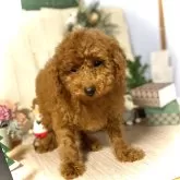 トイプードル(トイ)【鹿児島県・男の子・2025年9月23日・レッド】の写真2