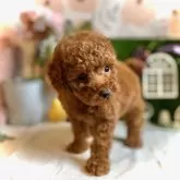 トイプードル(トイ)【鹿児島県・男の子・2025年9月23日・レッド】の写真12「巻き毛がみちみち♡」