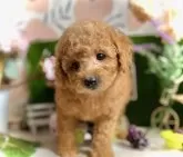 トイプードル(トイ)【鹿児島県・女の子・2025年9月19日・オレンジ・フォーン(アプリコット)】の写真9