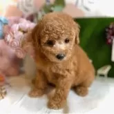 トイプードル(トイ)【鹿児島県・女の子・2025年9月19日・オレンジ・フォーン(アプリコット)】の写真10