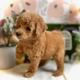 トイプードル(トイ)【鹿児島県・女の子・2025年9月19日・オレンジ・フォーン(アプリコット)】の写真7