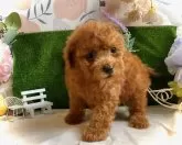 タイニープードル【鹿児島県・男の子・2025年9月15日・レッド】の写真4