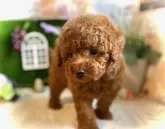 トイプードル(トイ)【鹿児島県・男の子・2025年9月23日・レッド】の写真9