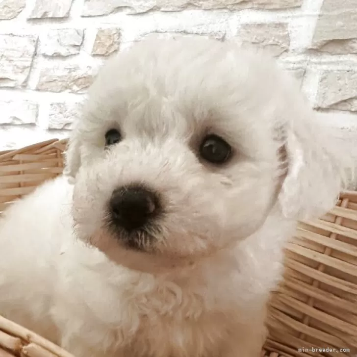 もっぷママ 様のお迎えした子犬