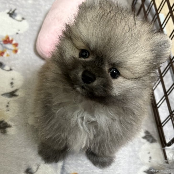 禁断のポメラニアンさ専用 ふぁみ 生後6ヶ月 猿期中 862g😅 もしかして 世界最小