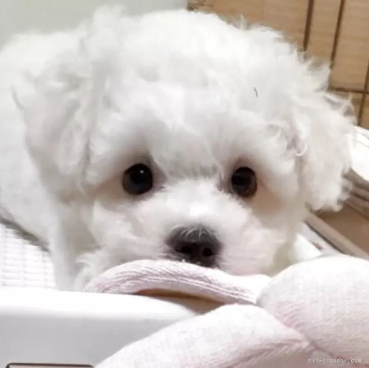 ID:2507-09433の子犬
