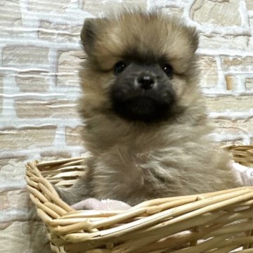 ポメラニアン【北海道・男の子・2025年4月12日・オレンジセーブル】の写真「小さくてキュッとまん丸で可愛い❣️」