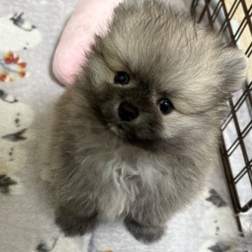 ポメラニアン【北海道・男の子・2025年8月6日・ウルフセーブル】の写真「おっとり、小さめ❣️」