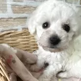 ビションフリーゼ