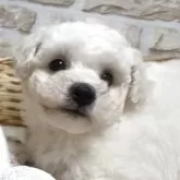 ビションフリーゼ
