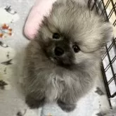 ポメラニアン