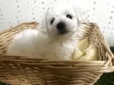 ビションフリーゼ