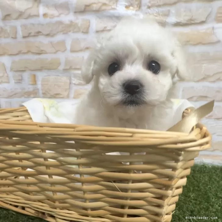 ID:2410-01446の子犬