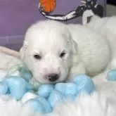 グレートピレニーズ