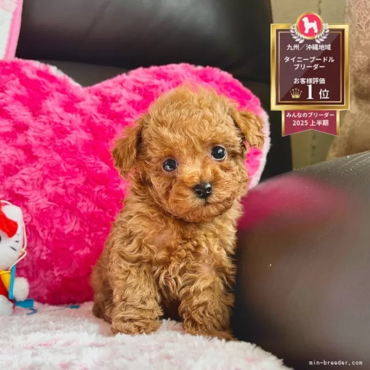 ティーカッププードル【福岡県・女の子・2025年10月23日・レッド】の写真1「自然と笑顔になってしまう可愛い表情😊」