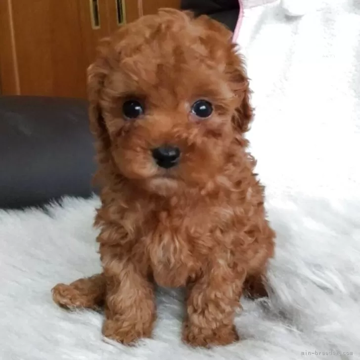 M.E 様のお迎えした子犬