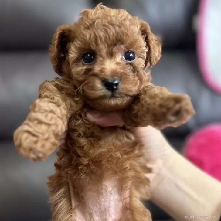 H.O 様のお迎えした子犬