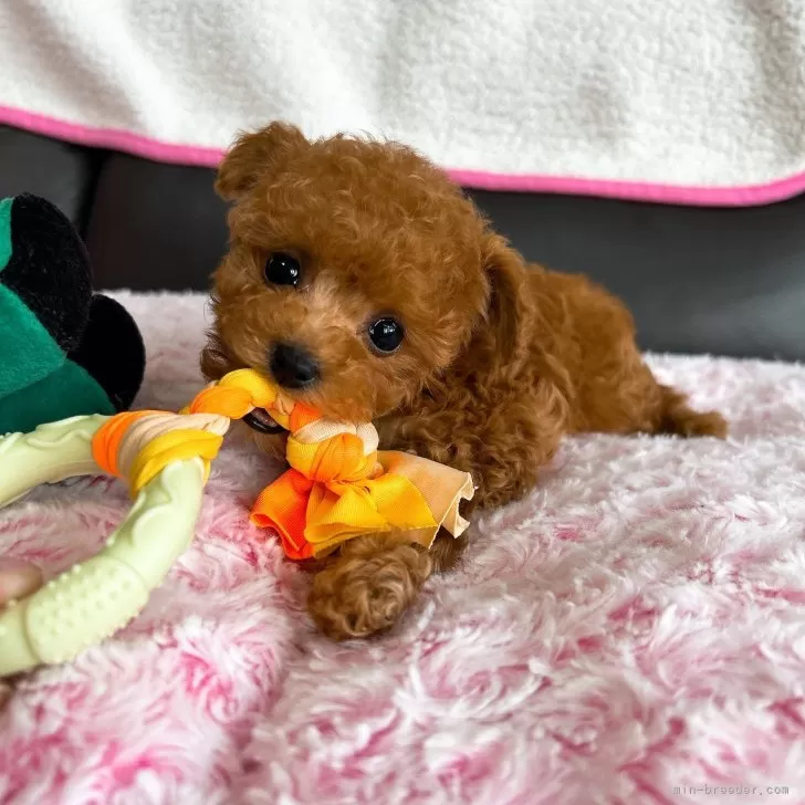 Y.O 様のお迎えした子犬
