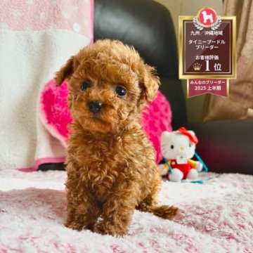 ティーカッププードル【福岡県・女の子・2025年10月23日・レッド】の写真「明るく元気な女の子☀️」
