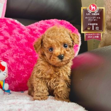 ティーカッププードル【福岡県・女の子・2025年10月23日・レッド】の写真「思わず笑顔になってしまうような元気いっぱいの女の子」