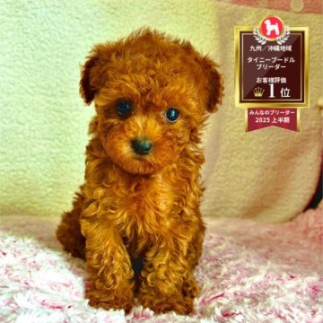 トイプードル(ティーカップ)【福岡県・女の子・2025年8月8日・レッド】の写真「バランスのとれたお顔がとても愛らしいです😊」