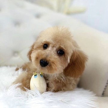 トイプードル(タイニー)【福岡県・男の子・2025年3月26日・アプリコット】の写真「穏やかな性格🐶
【29万→19万へ値下げ中❗️】」