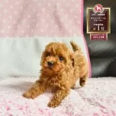 ティーカッププードル