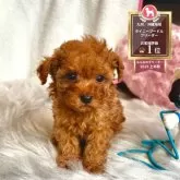 ティーカッププードル