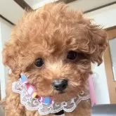 タイニープードル