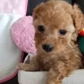 タイニープードル