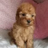 タイニープードル