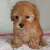 ティーカッププードル
