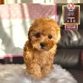 ティーカッププードル