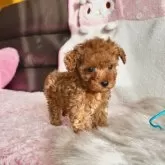 ティーカッププードル【福岡県・男の子・2025年10月23日・レッド】の写真2「優しいお目目です😊」