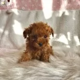 ティーカッププードル【福岡県・男の子・2025年10月23日・レッド】の写真4「あどけなさが可愛いです✨」