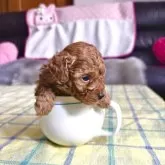 ティーカッププードル【福岡県・男の子・2025年10月23日・レッド】の写真5