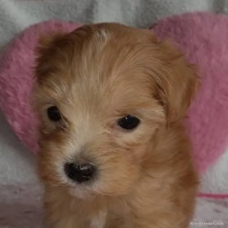 ID：2307-00161の子犬